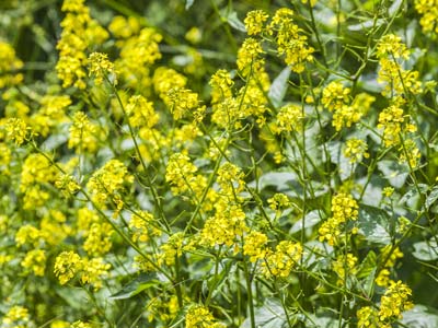 Los fertilizantes verdes : mucho ms que un fertilizante!