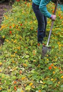 Los fertilizantes verdes : mucho ms que un fertilizante!