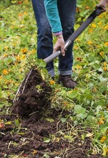 Los fertilizantes verdes : mucho ms que un fertilizante!