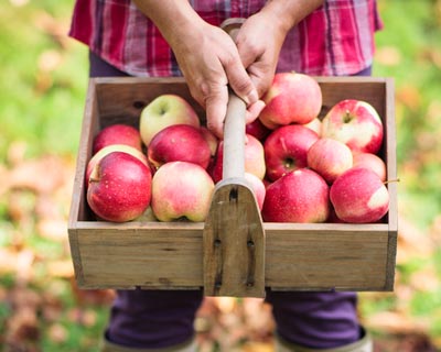 Para que rbol frutal de frutas