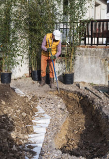 Plantacin de un seto de bamb