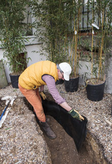 Plantacin de un seto de bamb