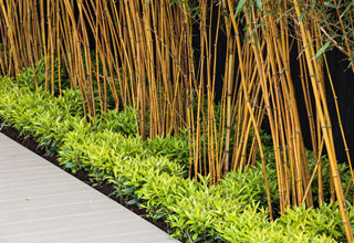 Plantación de un seto de bambú