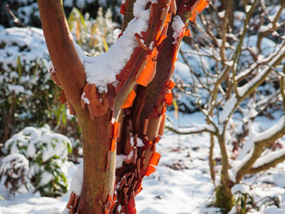 Un jardn atractivo en invierno