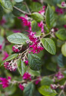 Un jardn atractivo en invierno