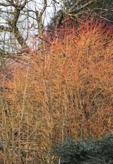 Un jardn atractivo en invierno