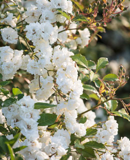 Variedad 'Alba Meillandcor', variedade resistente.