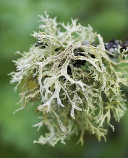 Cuidar las plantas : El liquen