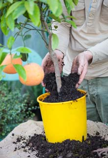 Cultivar citricos en maceta