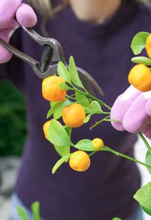 Cultivar citricos en maceta