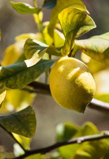 Cultivar citricos en maceta