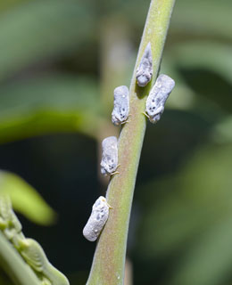 Los cicadlidos o saltahojas