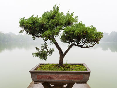 Los bonsáis y los elementos climáticos