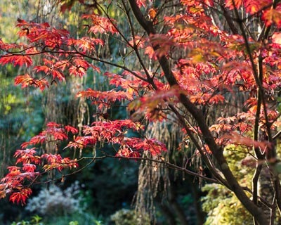 Un aire oriental con los arces de Japn