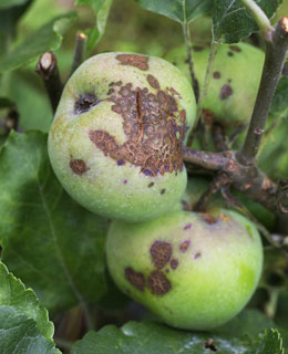 Las frutas deformadas