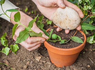 Multiplicar sus plantas por medio del acodo