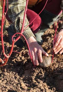 Multiplicar sus plantas por medio del acodo