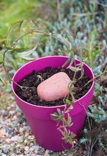 Multiplicar sus plantas por medio del acodo