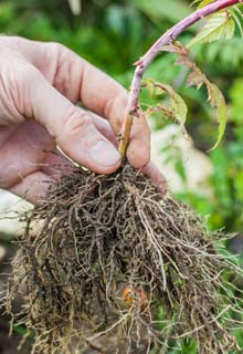 Multiplicar sus plantas por medio del acodo