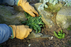 Que plantar con las piedras