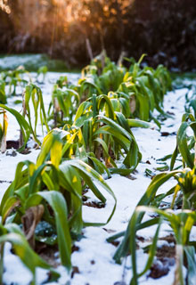 Nieve en el jardn, qu hacer ?