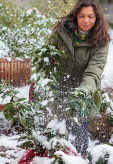 Nieve en el jardn, qu hacer ?