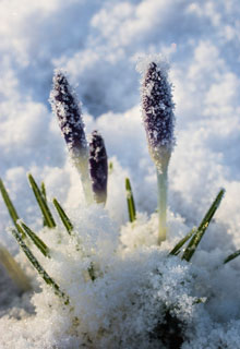 Nieve en el jardn, qu hacer ?