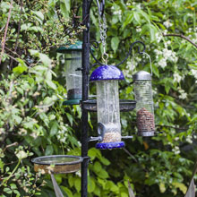 Alimentar los pjaros del jardn, til y ecolgico