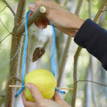 Alimentar los pjaros del jardn, til y ecolgico