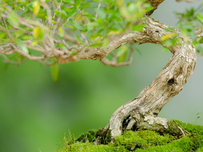 Los parásitos y enfermedades frecuentes en los bonsáis