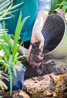 Plantacin de agapantos