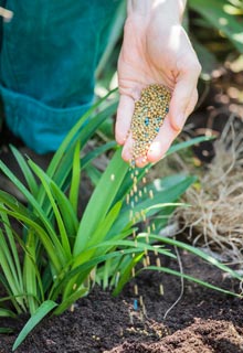 Plantacin de agapantos