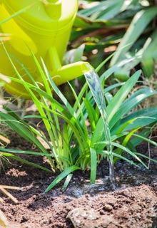 Plantacin de agapantos