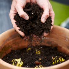 Plantacin de bulbos de primavera en maceta