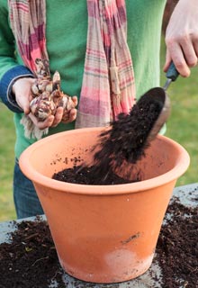 Plantacin de bulbos de primavera en maceta