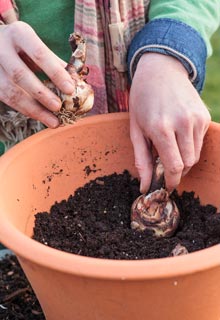 Plantacin de bulbos de primavera en maceta