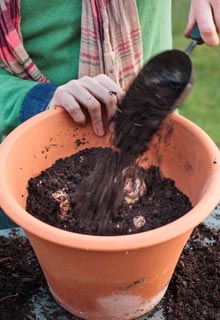 Plantacin de bulbos de primavera en maceta