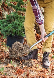 Lograr con xito sus plantaciones de conferas