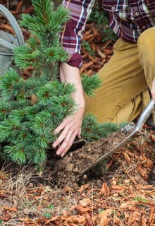 Lograr con xito sus plantaciones de conferas