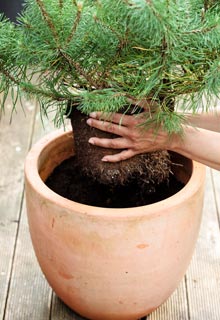 Lograr con xito sus plantaciones de conferas