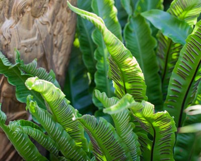 Plantacin de un helecho en maceta