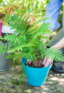 Plantacin de un helecho en maceta