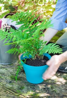 Plantacin de un helecho en maceta