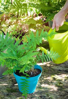 Plantacin de un helecho en maceta