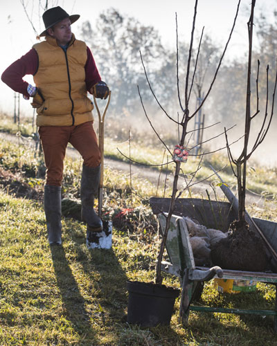 Plantacin de un rbol frutal