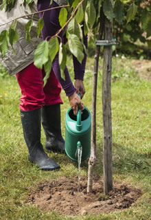 Plantacin de un rbol frutal