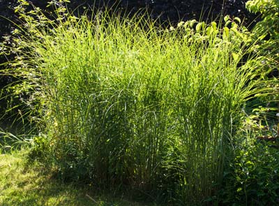 Plantacin de un seto de gramneas