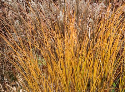 Plantacin de un seto de gramneas