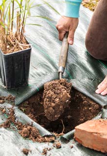 Plantacin de un seto de gramneas