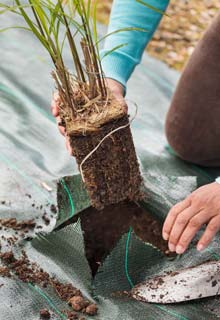 Plantacin de un seto de gramneas